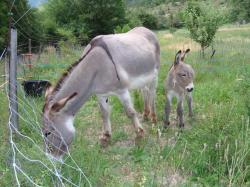 Naissance de cabochon