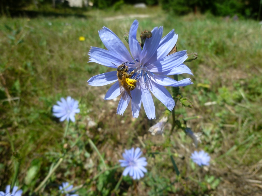 fleur butinée