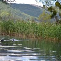 Canards dans l etang 1