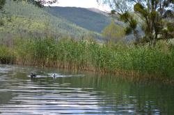 Canards dans l etang 1