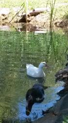 Canards dans l etang 3