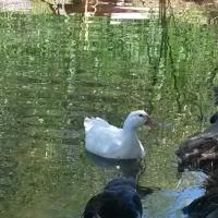 Canards dans l etang 5