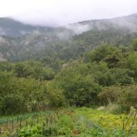 Jardin sous la brume