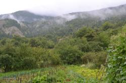 Jardin sous la brume