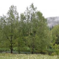 L etang fleuri sous la brume matinale 1