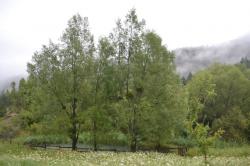 L etang fleuri sous la brume matinale 1