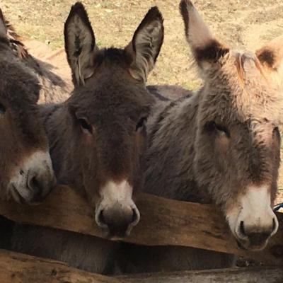 Les trois comperes 1