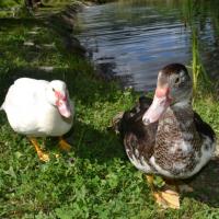 Mr et mme canard