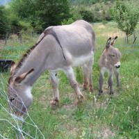 Naissance de cabochon